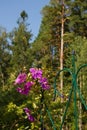 Large-flowered purple clematis, Clematis x jackmanii, in the park. Liana flowers in the garden on a summer day Royalty Free Stock Photo