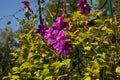 Large-flowered purple clematis, Clematis x jackmanii, in the park. Liana flowers in the garden on a summer day Royalty Free Stock Photo
