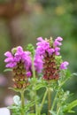 Self-heal, Prunella x webbiana Gruss aus Isernhagen, lilac flower Royalty Free Stock Photo