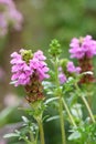 Self-heal Prunella x webbiana Gruss aus Isernhagen, lilac flower