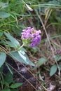 Large-flowered Selfheal Royalty Free Stock Photo