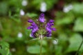 Large flowered selfheal Prunella grandiflora Royalty Free Stock Photo