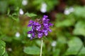 Large flowered selfheal Prunella grandiflora Royalty Free Stock Photo