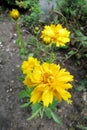 Large-flowered tickseed (Coreopsis grandiflora)