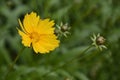 Large-flowered Tickseed Sonnenkind