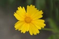 Large-flowered Tickseed Sonnenkind