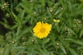 Large-flowered Tickseed Sonnenkind