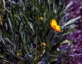 Large-flowered Tickseed Sonnenkind flower - Latin name - Coreopsis grandiflora Sonnenkind