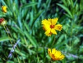 Large-flowered Tickseed Sonnenkind flower - Latin name - Coreopsis grandiflora Sonnenkind