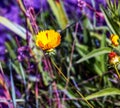 Large-flowered Tickseed Sonnenkind flower - Latin name - Coreopsis grandiflora Sonnenkind