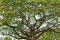 Large flowered tree