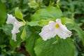 Large Flowered Trillium Royalty Free Stock Photo