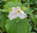 Closeup of a Large Flowered Trillium Royalty Free Stock Photo