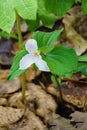 Large Flowered Trillium Royalty Free Stock Photo