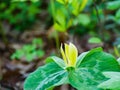 Large Flowered Trillium Wildflower, Trillium grandiflorum Royalty Free Stock Photo