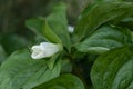 White Trillium grandiflorum, budding white flower