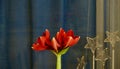 Large flowering amarillis or Hippeastrum