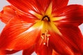 Large flowering amarillis or Hippeastrum. Flower closeup