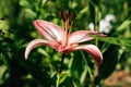 Large flowering Amarillis or Hippeastrum in garden Royalty Free Stock Photo