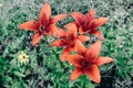 Large flowering Amarillis or Hippeastrum in garden Royalty Free Stock Photo