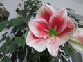 Large flowering amaryllis Royalty Free Stock Photo