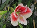 Large flowering amaryllis Royalty Free Stock Photo