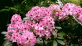 Large flowering azaleas flowers in the garden.