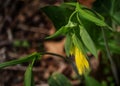 Large-flowering Bellwort - Uvularia grandflora