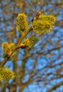 Large flowering catkins with pollen pistils.