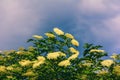 A large flowering elderberry tree on a blue sky background.