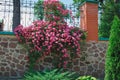 A large flowering rose bush that weaves along the fence. Many small pink flowers Royalty Free Stock Photo