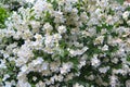 A large flowering shrub white jasmine, floral background