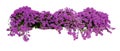 Large flowering spreading shrub of purple Bougainvillea tropical Royalty Free Stock Photo