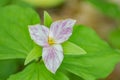 Closeuo of a Trillium Grandiflorum