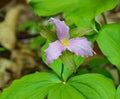 Trillium grandiflorum, Large Flowering Trillium,