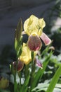 Large flowers of a bearded iris with white center and purple-yellow lateral petals on a dark background Royalty Free Stock Photo