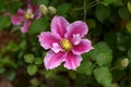 Large flowers of Clematis Piilu in summer garden