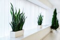 Large flowers in containers on the windowsill. Decoration of spacious rooms with living plants