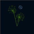 Large flowers of dandelion green on a black background