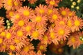 Large flowers of a large number of orange chrysanthemums on a green background of leaves