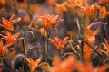 Large flowers Orange Lilium