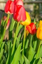 Spring with tulips in the front yard Royalty Free Stock Photo