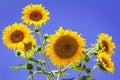 Large flowers of a sunflower against the blue sky. Royalty Free Stock Photo