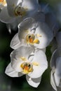 Large flowers white orchid of the genus phalaenopsis