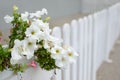 Large flowers of white petunia in a pot close up Royalty Free Stock Photo