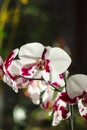 Large flowers of white-red Orchid Royalty Free Stock Photo