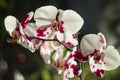 Large flowers of white-red Orchid