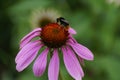 a fluffy bumble bee sitting on a pink echinacea flower Royalty Free Stock Photo