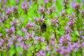 Large fluffy bumblebee closeup Royalty Free Stock Photo