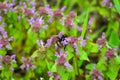 Large fluffy bumblebee closeup Royalty Free Stock Photo